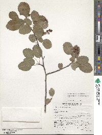 Amelanchier alnifolia image