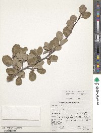 Amelanchier alnifolia var. semiintegrifolia image