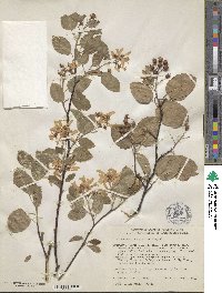 Amelanchier sanguinea image