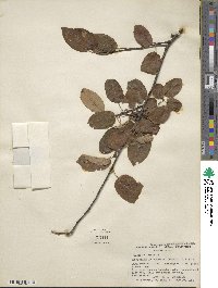 Amelanchier arborea image