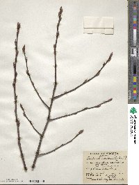 Amelanchier arborea image