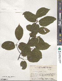 Amelanchier arborea image