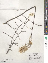 Amelanchier arborea image