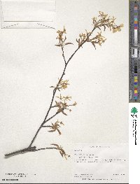 Amelanchier arborea image