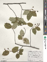 Amelanchier arborea image