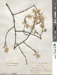 Amelanchier arborea image