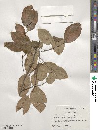 Amelanchier arborea image