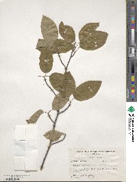 Amelanchier arborea image