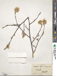 Amelanchier arborea image