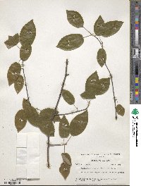 Amelanchier arborea image