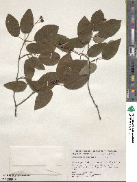 Amelanchier arborea image