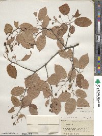 Amelanchier arborea image