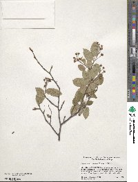 Amelanchier arborea image