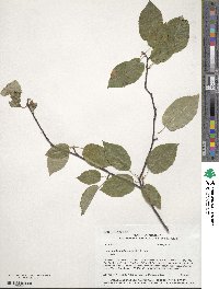 Amelanchier arborea image