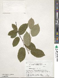 Amelanchier arborea image