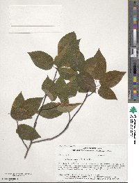 Amelanchier arborea image