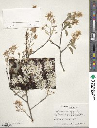 Amelanchier arborea image