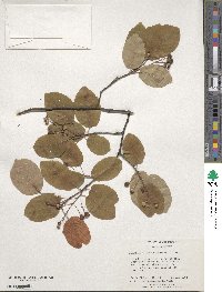 Amelanchier arborea image