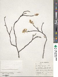 Amelanchier arborea image