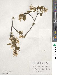 Amelanchier arborea image