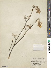 Amelanchier arborea image