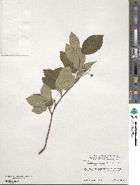 Amelanchier arborea image