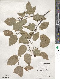 Amelanchier arborea image