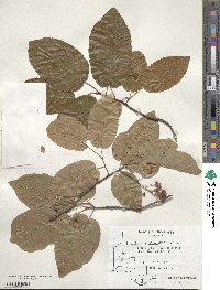 Amelanchier arborea image