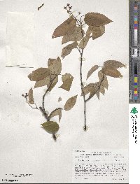 Amelanchier arborea image