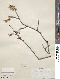 Amelanchier arborea image