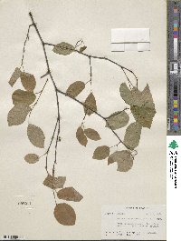 Amelanchier arborea image