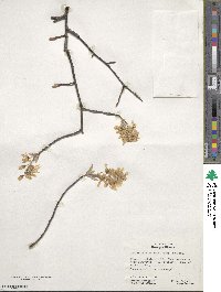 Amelanchier arborea image