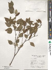 Betula pubescens image