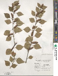 Betula pubescens image