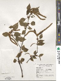 Betula pubescens image