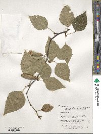 Betula pubescens image