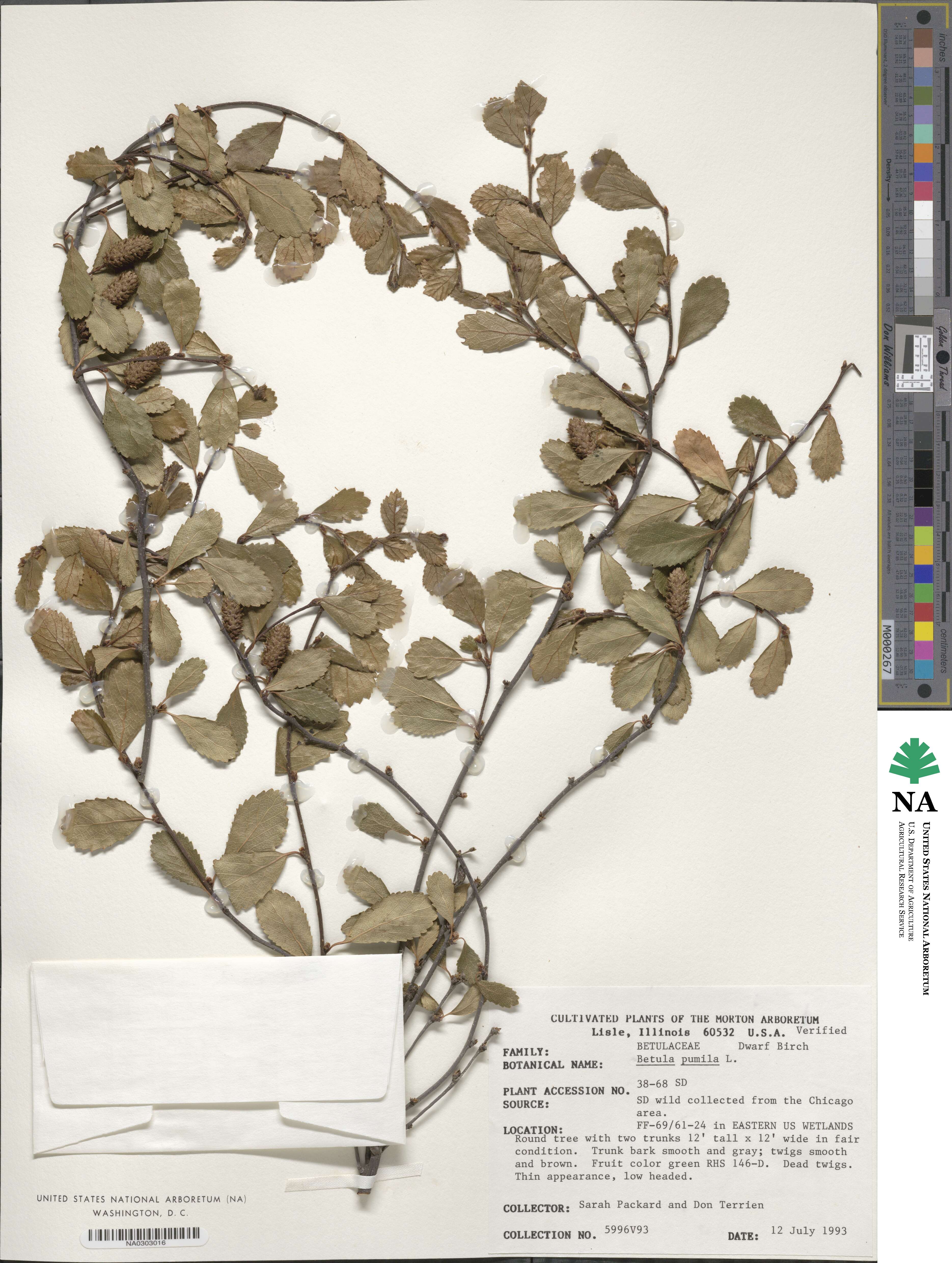Betula pumila image
