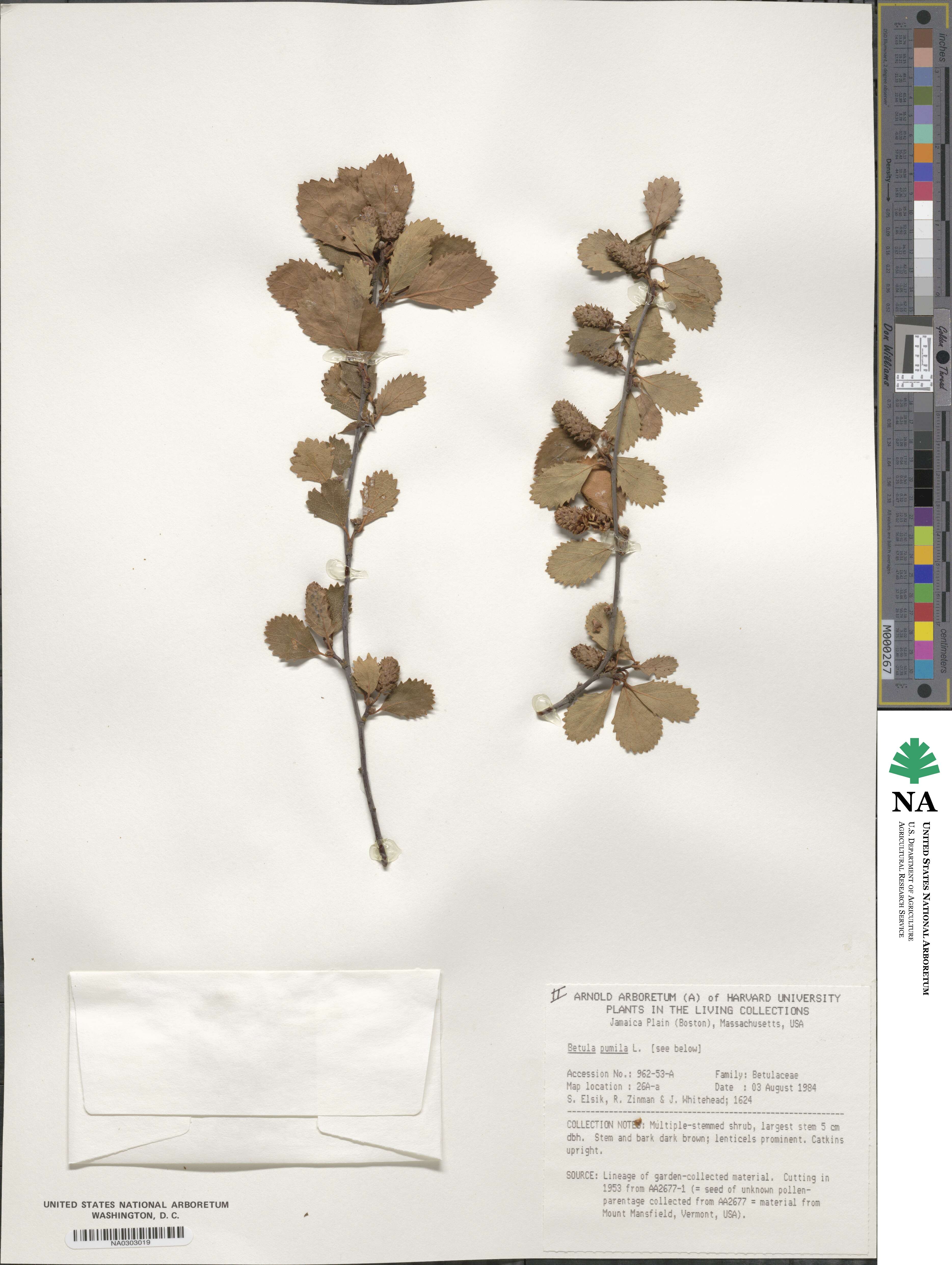 Betula pumila image