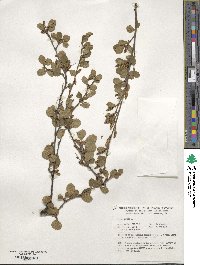 Betula pumila image