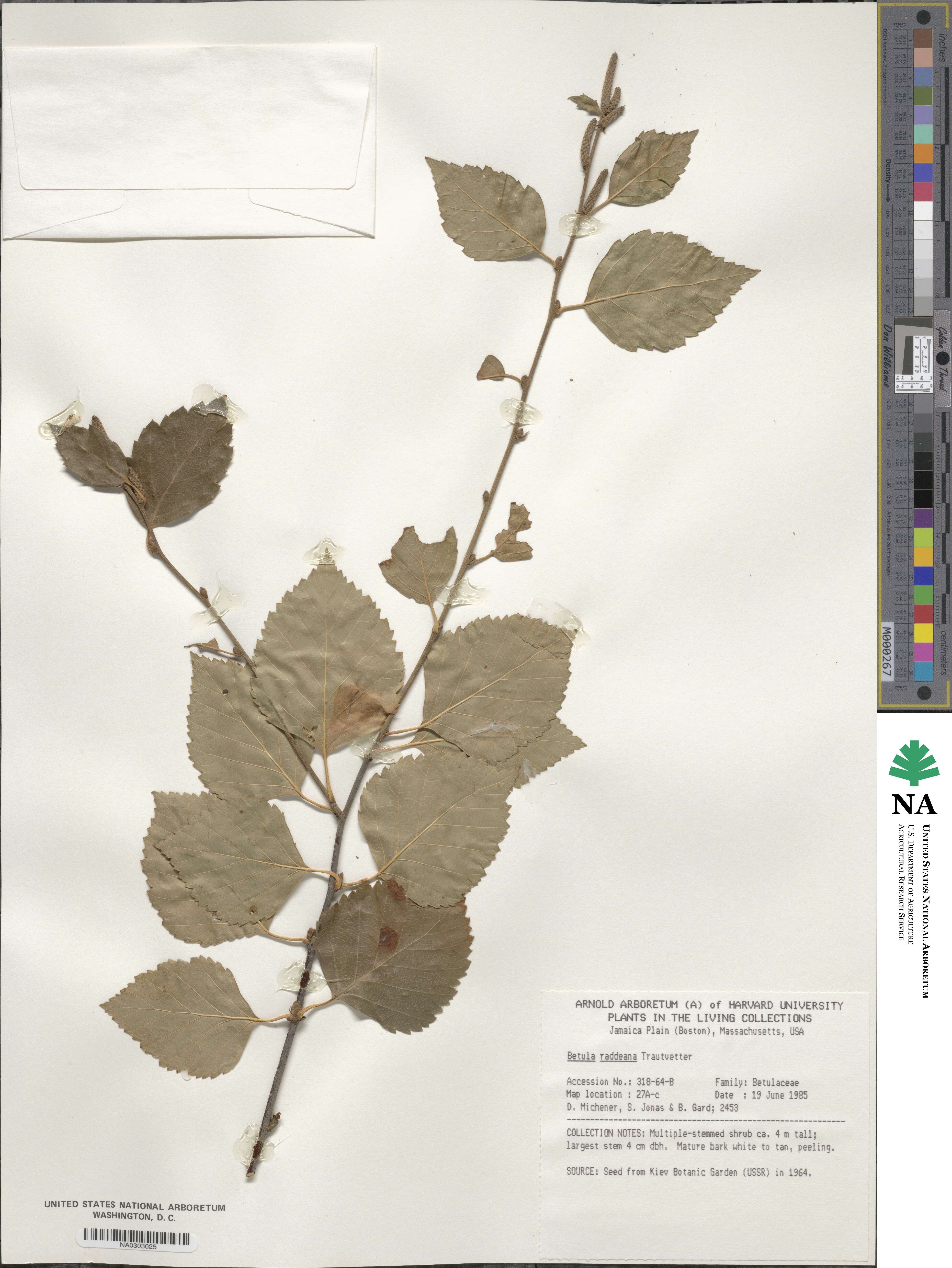 Betula raddeana image
