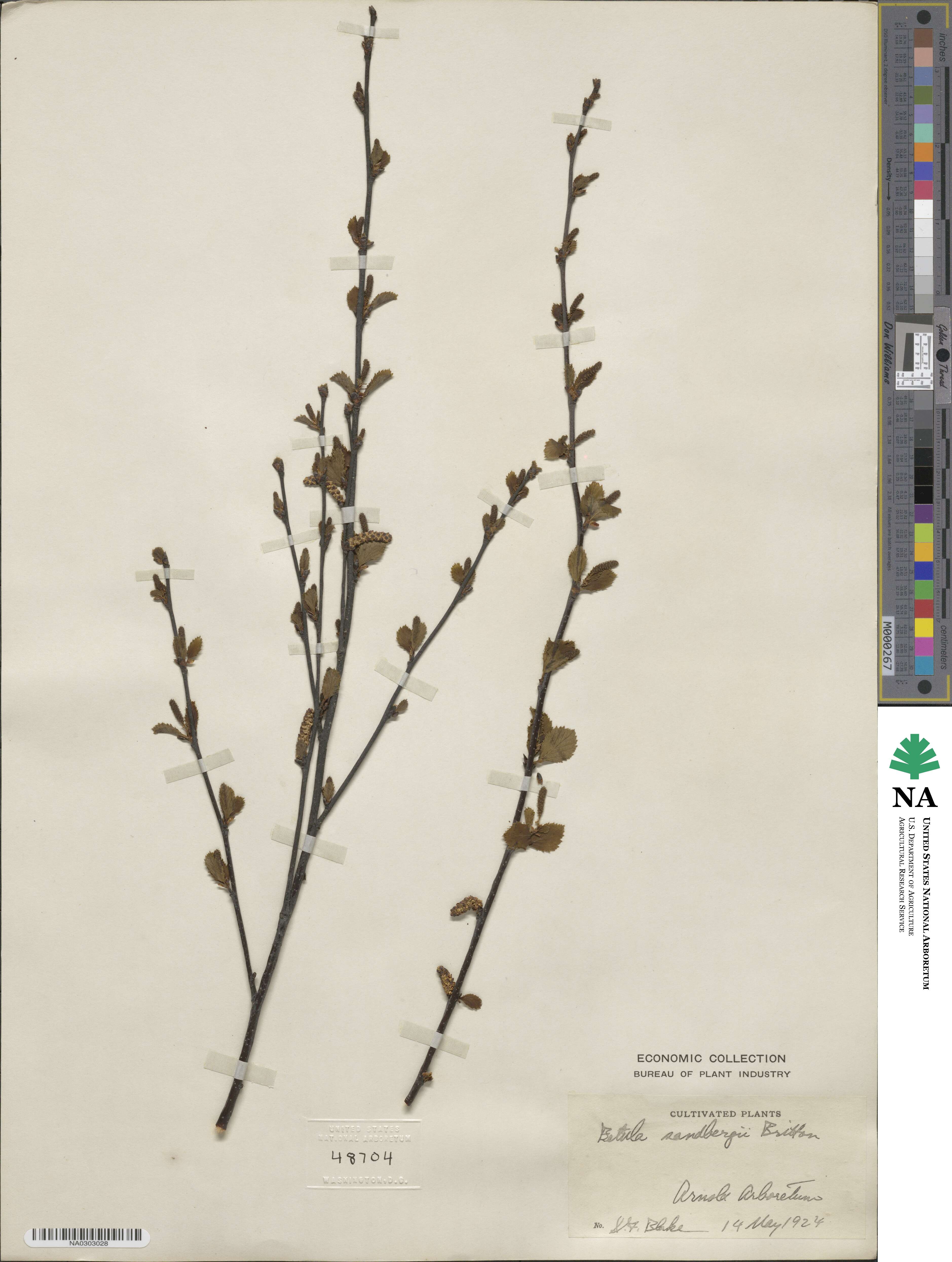 Betula sandbergii image
