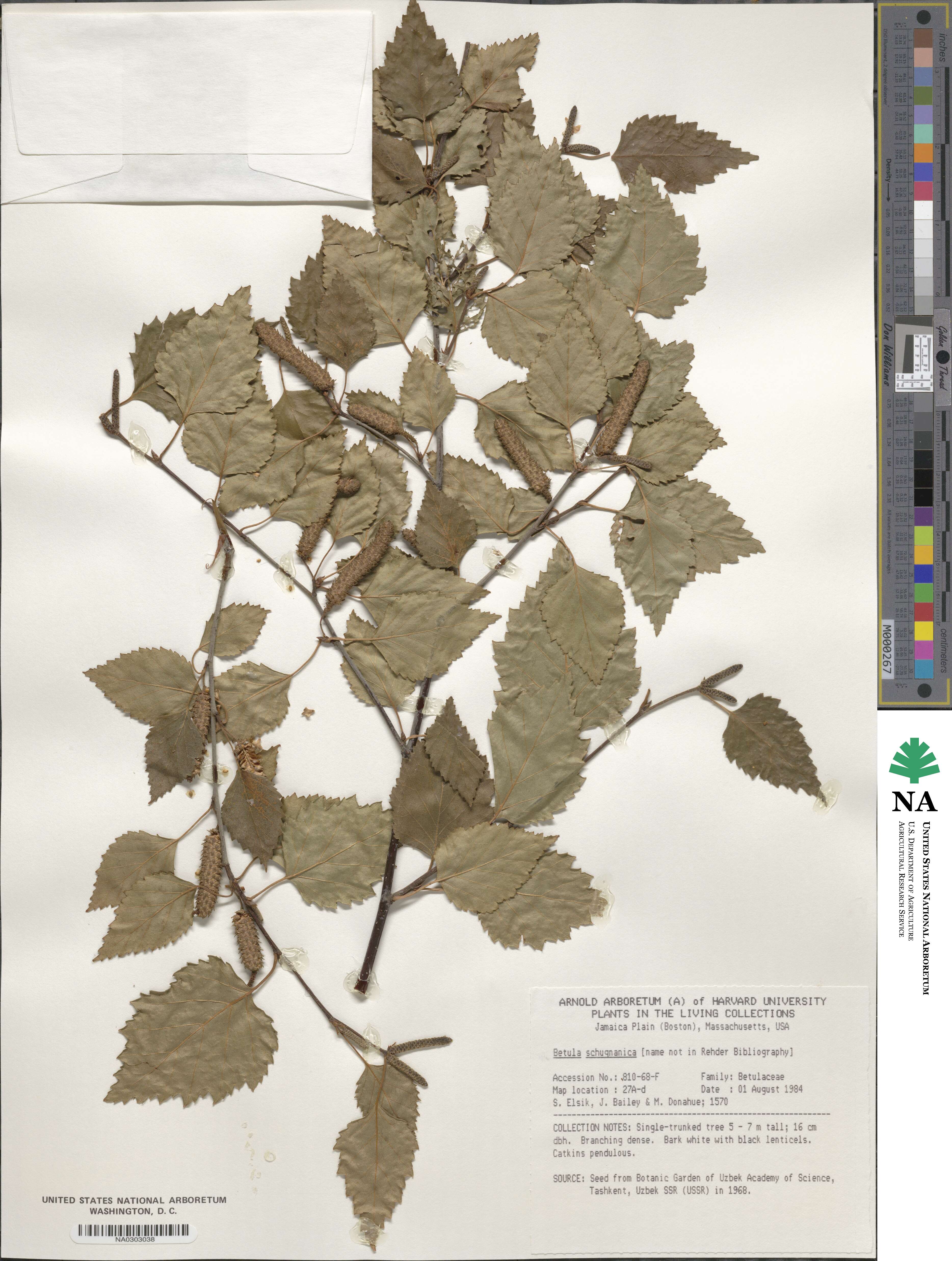 Betula tianschanica image