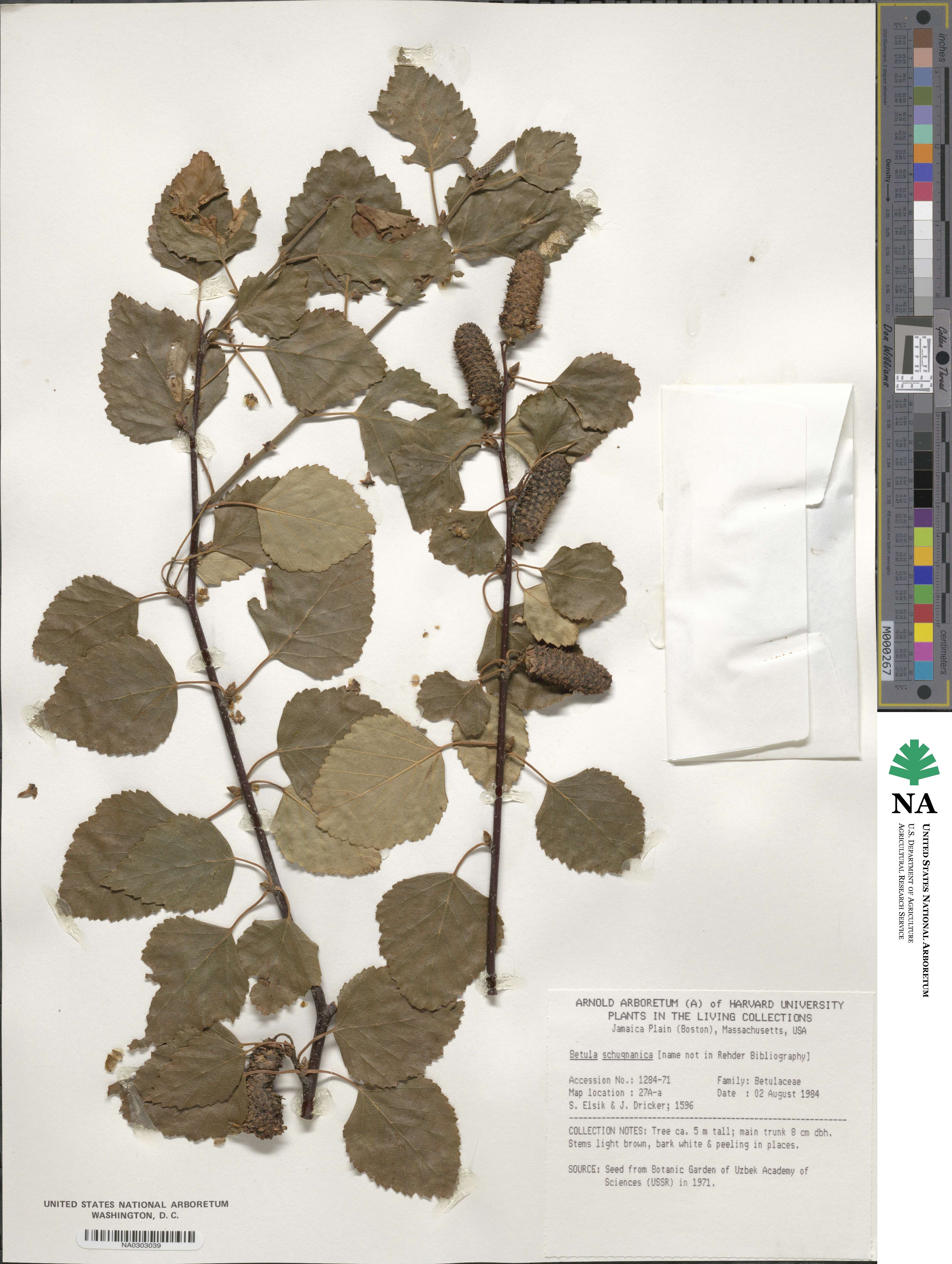 Betula tianschanica image
