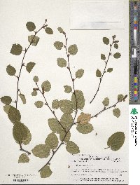 Betula lenta f. uber image