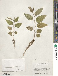 Betula lenta f. uber image
