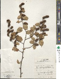 Betula lenta f. uber image