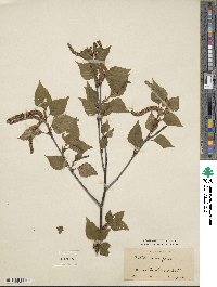 Betula grossa image