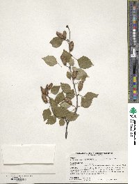 Betula utilis image