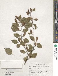 Betula utilis image
