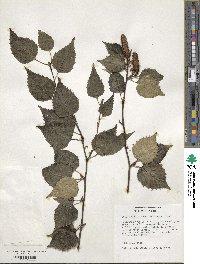 Betula utilis image